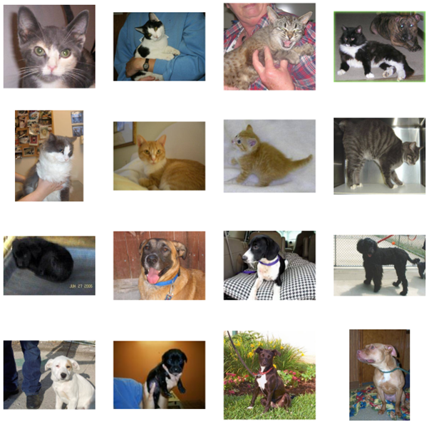 Sample cat and dog training images